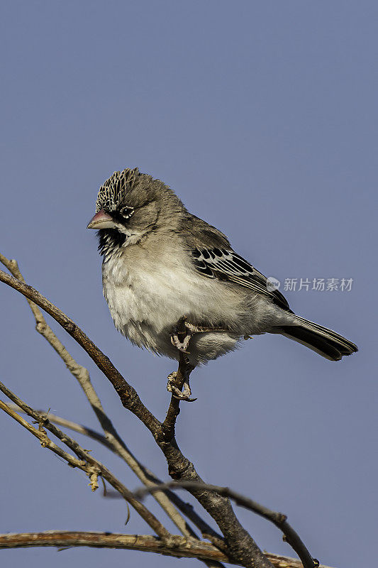 鳞羽织布雀(Sporopipes squamifrons)，也被称为鳞羽雀，是鳞羽科的一种鸟类。萨乌特地区，丘比国家公园，博茨瓦纳，雀形目，虎鲸科